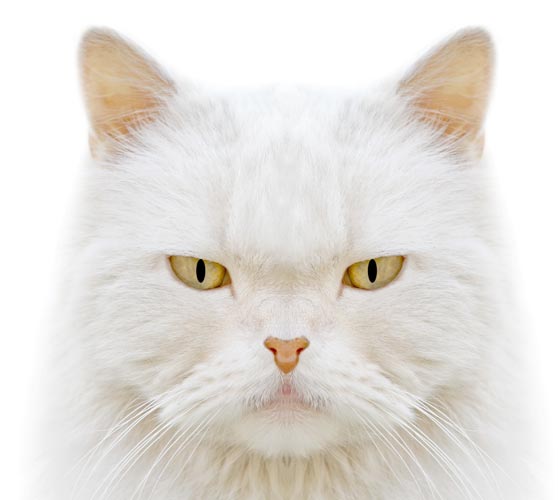 a funny white haired grumpy cat