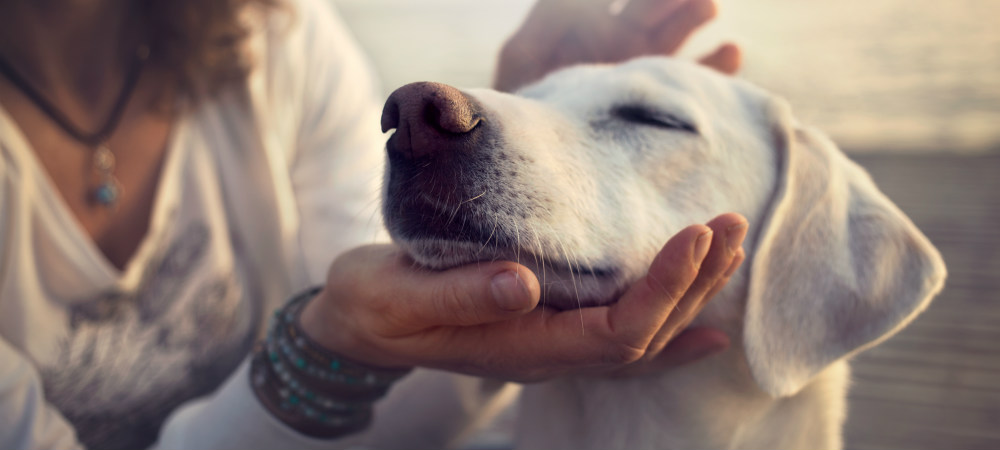 Woman petting dog